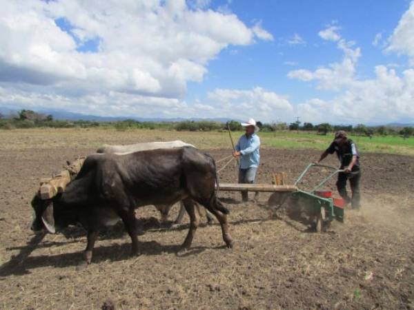 Esta práctica de gran relevancia en las zonas rurales permite predecir el clima durante el año.