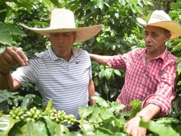 Ricardo Álvarez estuvo en Concepción, Ocotepeque, supervisando fincas de café con variedad parainema.