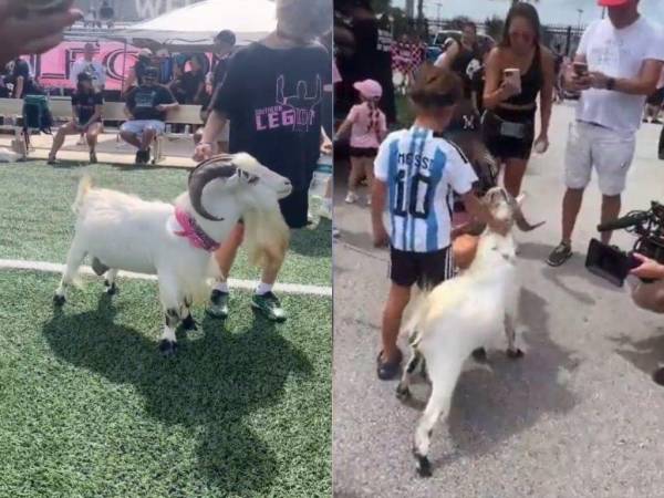 La cabra llegó identificada con los colores del Inter Miami e ingresó al DRV PNK Stadium de Fort Lauderdale, donde se llevará a cabo la presentación de Lionel Messi.