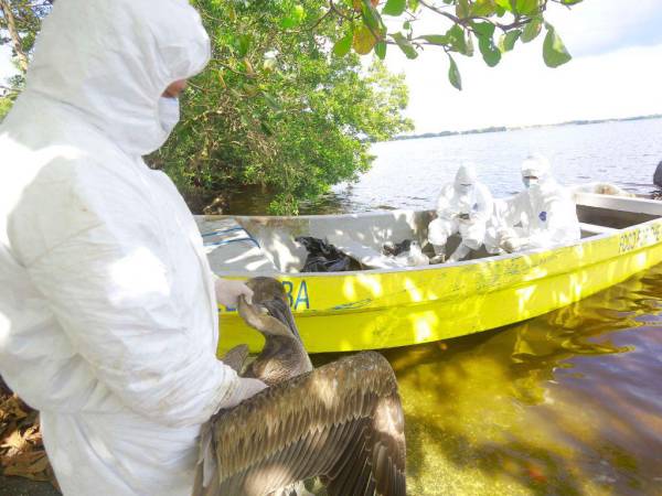 Técnicos especialistas de Senasa se mantienen en La Ceiba y Puerto Cortés vigilando la muerte de pelícanos por influenza aviar.