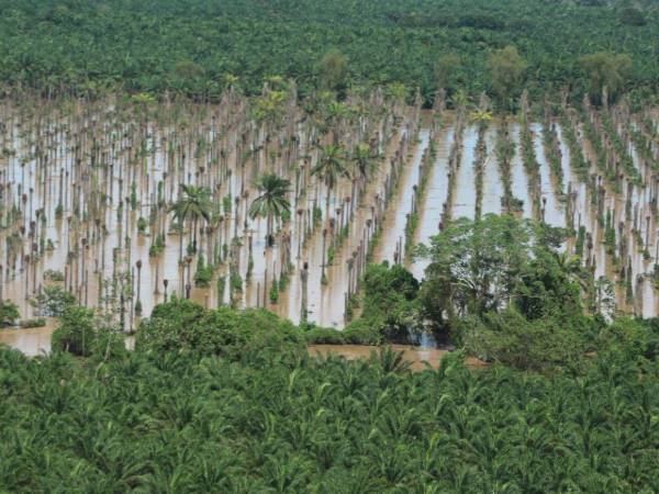 Las lluvias provocadas por la tormenta Sara dejaron pérdidas significativas en el sector agrícola y ganadero del país, especialmente en la zona atlántica.