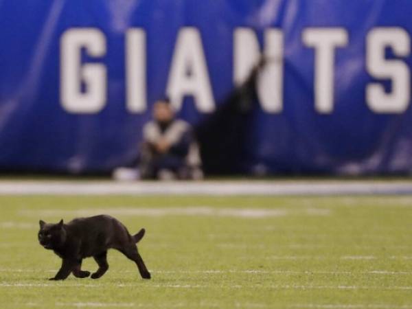 Un gato negro recorre el campo durante el segundo cuarto del juego de la NFL entre los Giants de Nueva York y los Cowboys de Dallas. Foto: AP.