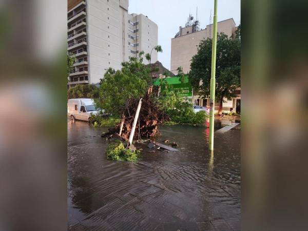 Varios árboles se cayeron en la ciudad por los fuertes vientos.