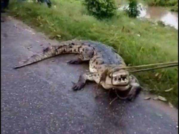 El cocodrilo medía más de cuatro metros de largo.