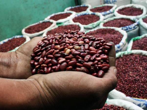 En menos de una quincena, los frijoles aumentaron entre ocho a diez lempiras; hoy una medida cuesta 110 lempiras en el Zonal Belén.