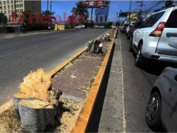 Para proceder a cortar un árbol deberás solicitar los permisos respectivos, además de justificar la intención.