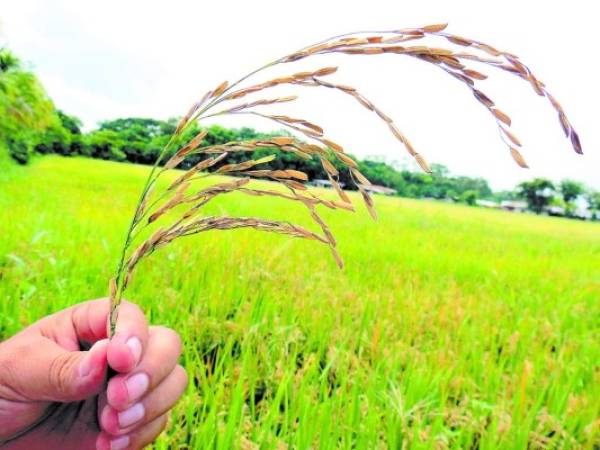 La planta de arroz, a causa de la plaga, se torna amarilla y se pierde la cosecha, según los productores.