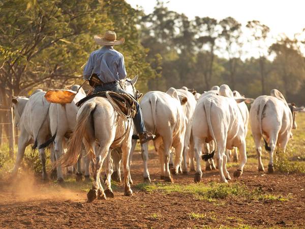 La iniciativa de la escuela de ganaderos que lidera la SAG busca asegurar la producción sostenible de las fincas de ganado de los productores hondureños.