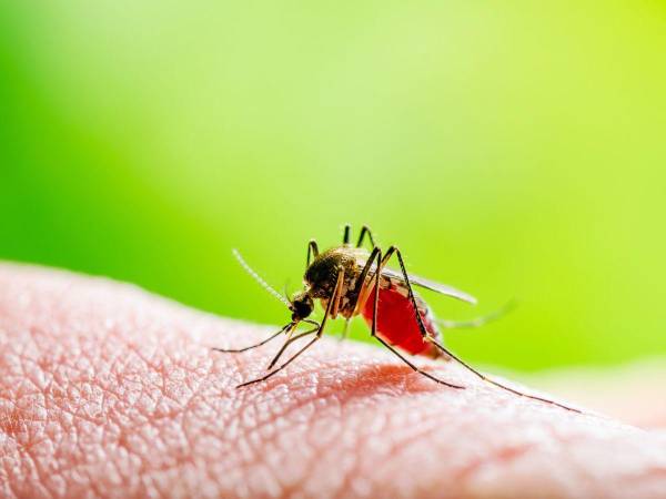 Medidas de protección como la limpieza y documentar en tiempo real los casos de dengue son parte del plan