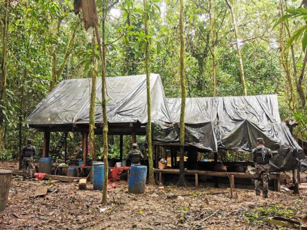 En la operación se erradican y destruyen más plantaciones de arbustos de hoja de coca en La Mosquitia.