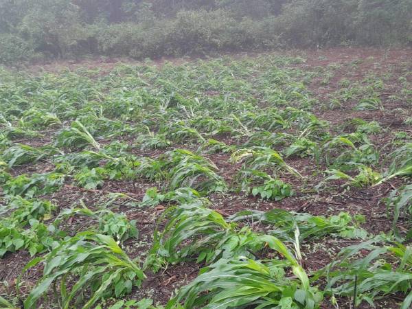 Las lluvias han provocado que en muchas zonas los productores de granos básicos no puedan comenzar a sembrar sus cultivos.