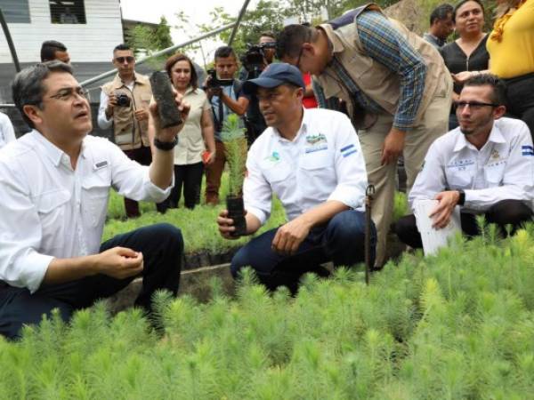 El presidente Juan Orlando Hernández inspeccionó el martes los viveros del ICF.