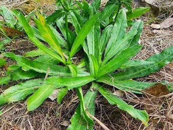 La hortaliza verde es preparada para dar sazón a diferentes comidas como carnes, frijoles y ensaladas.