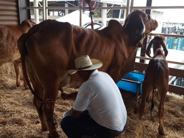 La mejora genética del ganado asegura una mejor calidad en la producción de leche y de carne.