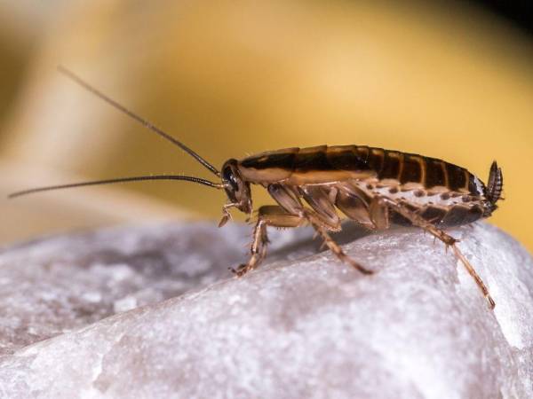 En el mundo existen alrededor de 4,500 especies de cucarachas, demostrando ser uno de los animales de mayor supervivencia en el mundo.