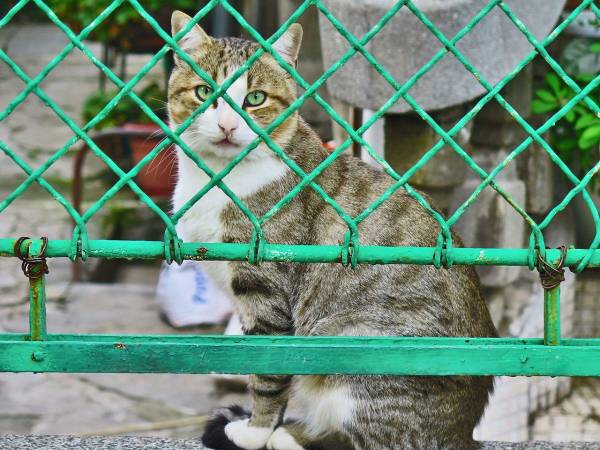 Imagen de referencia de un gato doméstico.