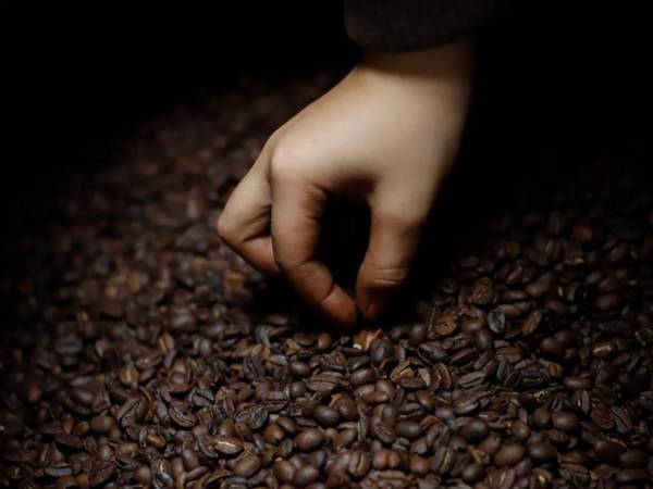 El 1 de octubre es el día internacional del café y la caficultura y se marca el inicio de la cosecha de este producto en Honduras, mes que en el 2023 apenas se exportaron 32,405.15 sacos.