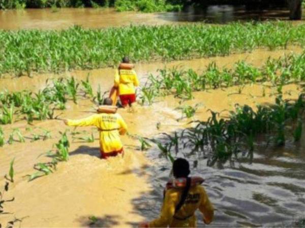 Los cultivos de maíz fueron afectados por la tormenta tropical Sara, ya que las fuertes precipitaciones causaron desbordamientos de los ríos y quebradas en el departamento de Olancho.