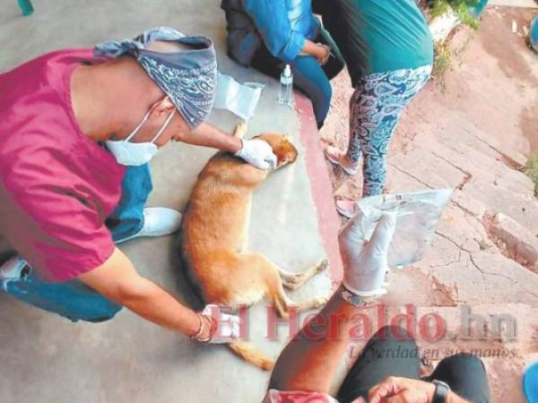 Uno de los recientes rescates fue a un perro envenenado en la salida al oriente. También los rescatan para que sean adoptados. Foto: El Heraldo