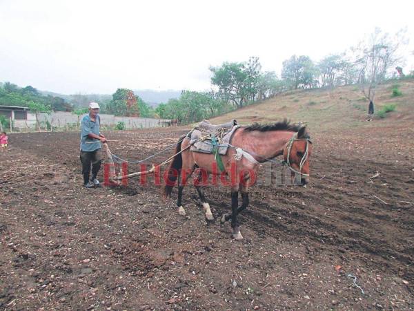 El Bono Tecnológico consta de semillas de frijoles, maíz, sorgo y arroz para que los productores puedan labrar sus tierras.