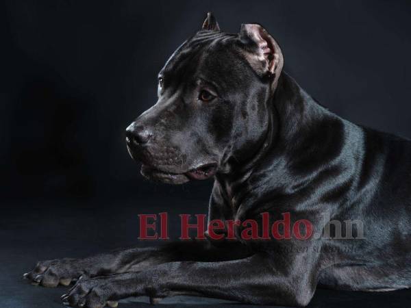 Un entorno adecuado, hábitos favorables y la asesoría de un médico veterinario serán esenciales.