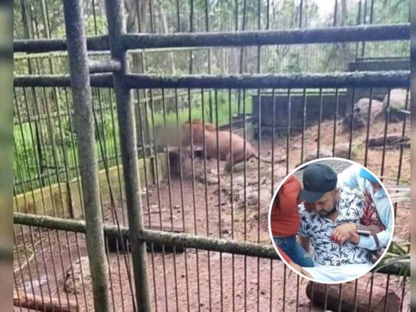 El hombre fue alcanzado por el animal tras meter su brazo entre los barrotes de su jaula.