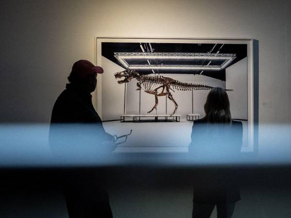 Se muestra una fotografía a lo lejos del esqueleto del Tiranosaurio Rex subastado.