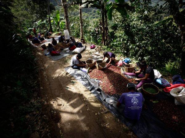 Cientos de familias, entre adultos y niños, llegan hasta las fincas de café de todo el país para aprovechar la temporada de corte del grano y así ganarse unos lempiras por al menos tres meses.