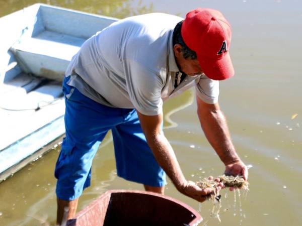 Rafael Montoya un pequeño productor trabajando en una laguna artificial donde se cultiva camarón en el municipio de Marcovia en el sur de Honduras.