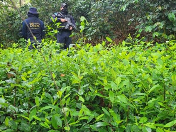 Las plantaciones se encontraron en aldea La Ceibita, en el departamento de Olancho.