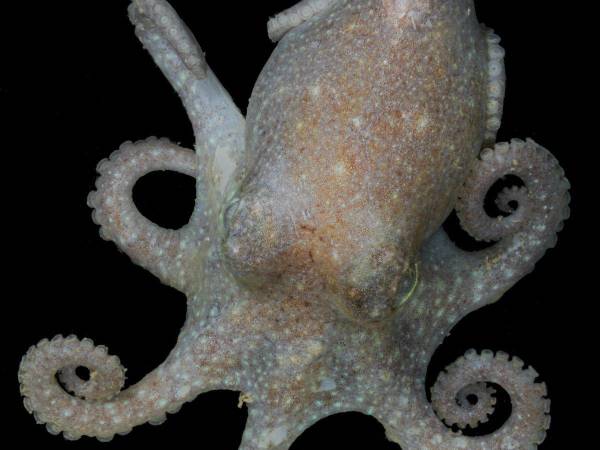 Varias poblaciones de pulpo de Turquet viven en el mar alrededor de la Antártida. (Dave Barnes/British Antarctic Survey)