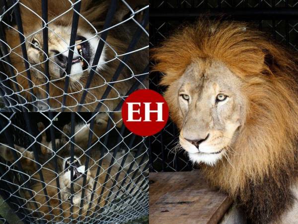 El nombre de Simba, el querido león del zoológico Rosy Walther ubicado en El Picacho, ha resonado en las redes luego de haber atacado a un visitante que se saltó la barda para llegar hasta donde estaba el gran felino. Conoce más de él y sobre qué pasará con su futuro.