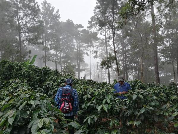 El café es el principal producto de exportación agrícola de Honduras.