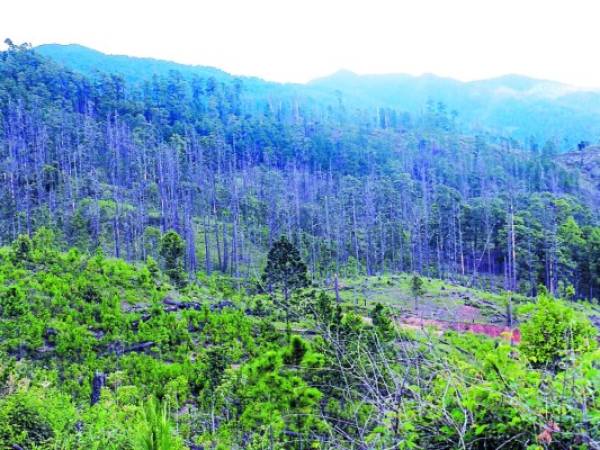 En algunas zonas de la capital se observa que no hay bosque. Foto: EL HERALDO.