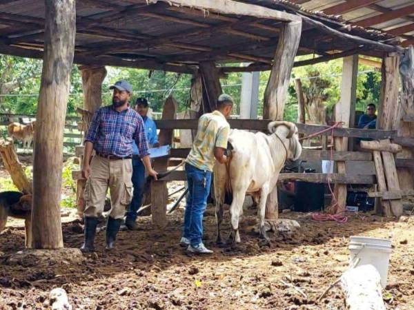 Los promotores realizan prácticas de inseminación artificial.