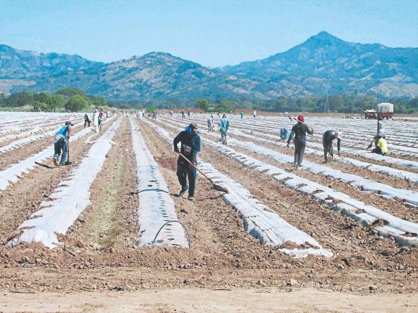 El sector agropecuario del país emplea el 24.19% de la fuerza laboral en el sector privado.