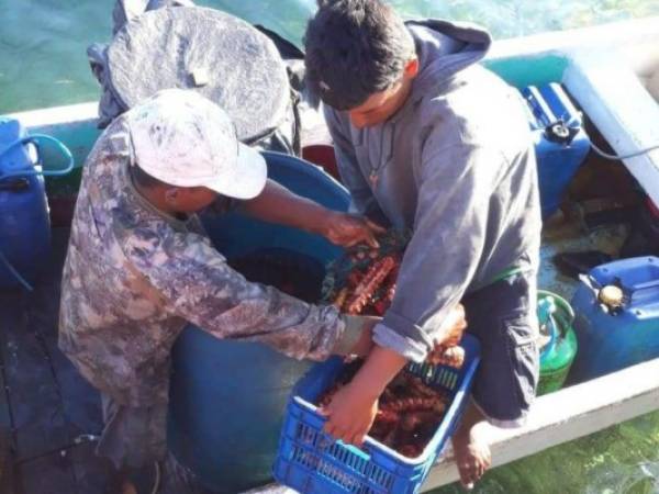 Un buzo hondureño murió mientras realizaba labores de pesca ilegal de pepino de mar, cerca de las costas de Nicaragua. Foto: Cortesía Hoy.com.ni