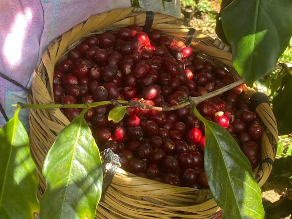 Productores hondureños recolectando café en las fértiles tierras de Lempira, la región de mayor producción.