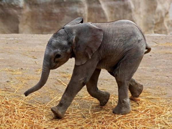 Zoom, que ya juguetea entre las piernas de su madre, nació el pasado sábado y este viernes fue presentado a la prensa en el centro Africam Safari, localizado en Puebla. AFP.