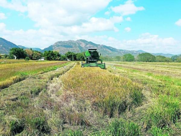 Los productores cuentan con el agua suficiente para empezar a sembrar el arroz en varios municipios del valle de Comayagua.