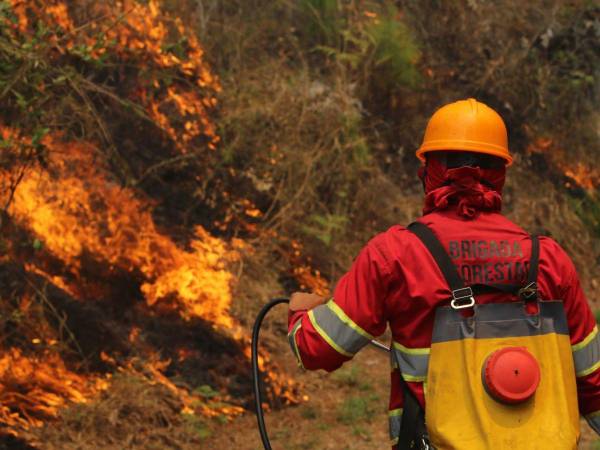 Parte del bosque que sufrió daños fue joven, algo que trae muchas consecuencias. El personal sigue en la zona realizando trabajos.