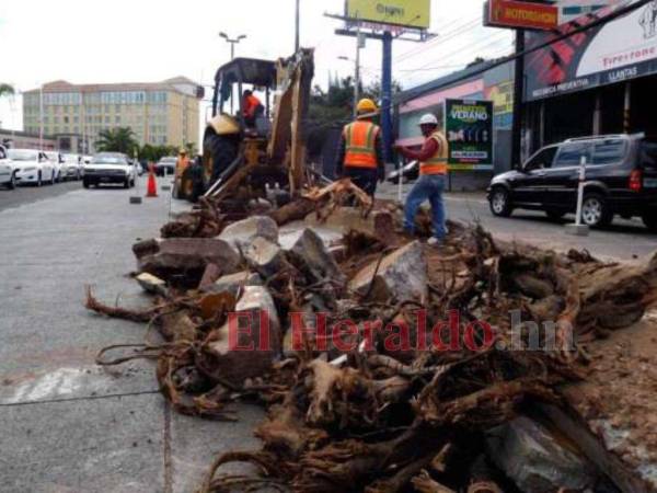 Según reportes de la comuna, no todos los árboles se perdieron y unos 1,852 fueron trasplantados.