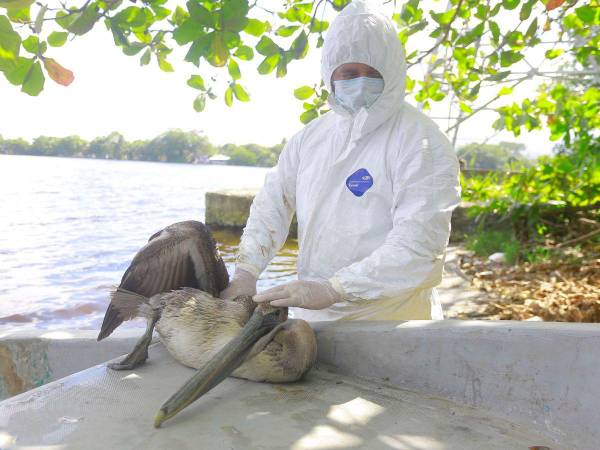 Autoridades hondureñas aclararon que la influencia aviar no se ha propagado a especies de consumo humano.