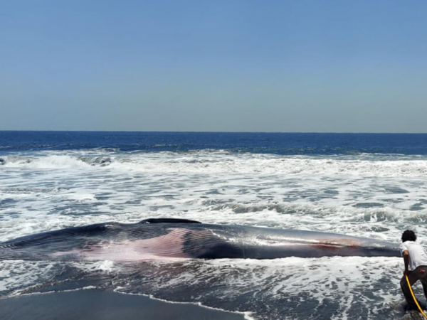 El cadáver de una ballena de la especie Rorcual tropical de 13 metros de largo hallado en una playa de la aldea Hawaii del municipio sureño de Chiquimulilla, Guatemala, el 15 de marzo de 2024.