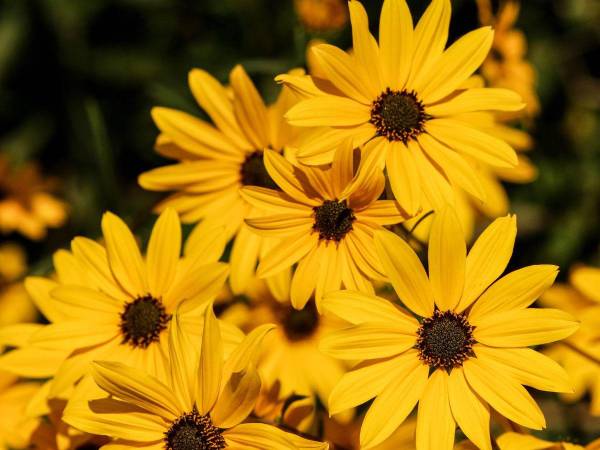 Cada 21 de septiembre entre amigos, parejas y familiares se regalan flores amarillas.