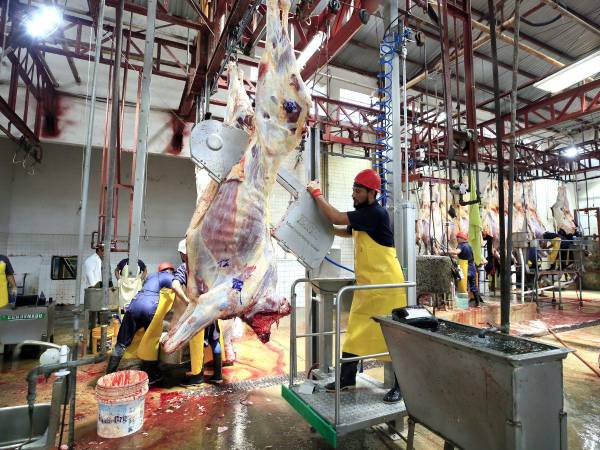 Esta sierra y elevador permiten que los cortes de los animales se hagan más rápidos, eficientando el proceso.