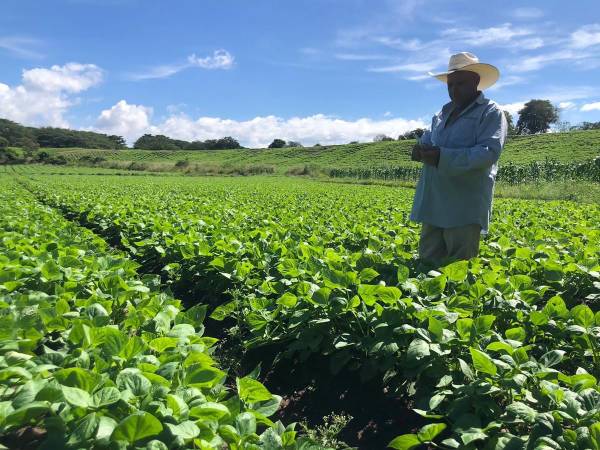 <i>Banadesa ha invertido un total de 2884,679,197.31 millones de lempiras en programas de créditos agrícolas. </i>