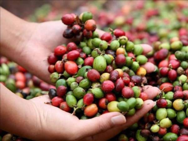 Transcurridos 92 días del actual ciclo cafetalero, las exportaciones sumaron 452,898 sacos de 46 kilogramos.