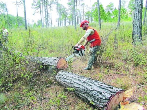 El bosque de Honduras ha estado sometido al consumo inclemente de los seres humanos y ahora el compromiso ante el mundo es recuperar un millón de hectáreas en los próximos 12 años.