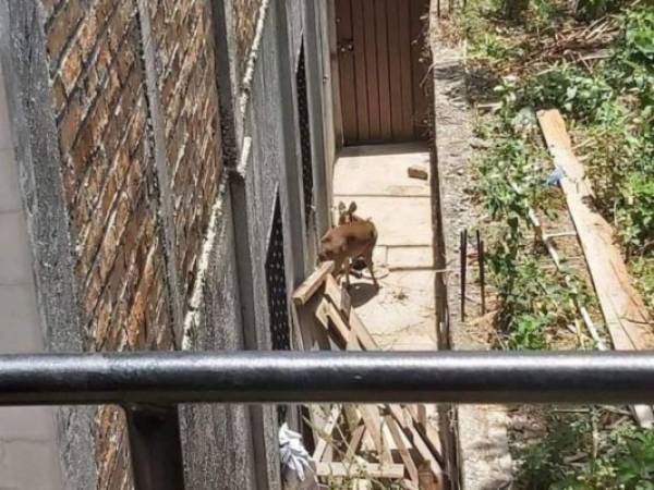 El espécimen fue visto amarrado en un edificio de apartamentos en Comayagua. Foto: Ministerio Público